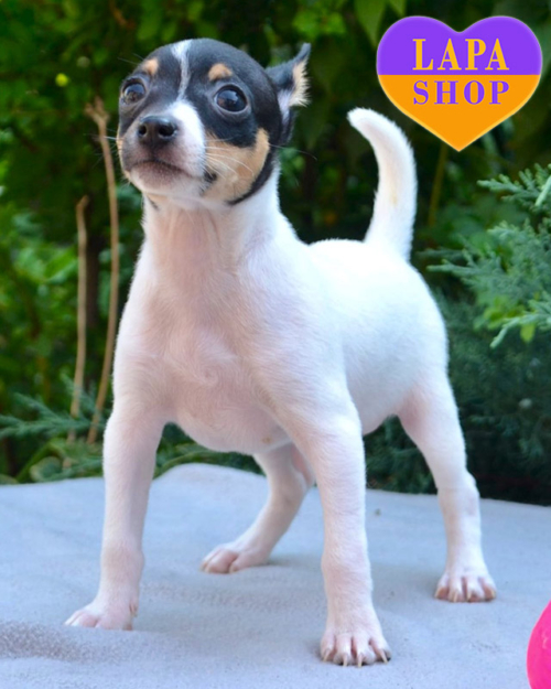 американський той-фокстер'єр