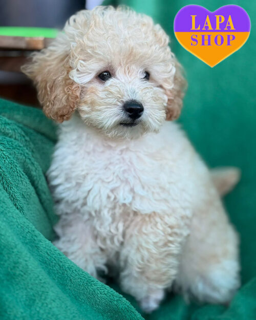 apricot poodle