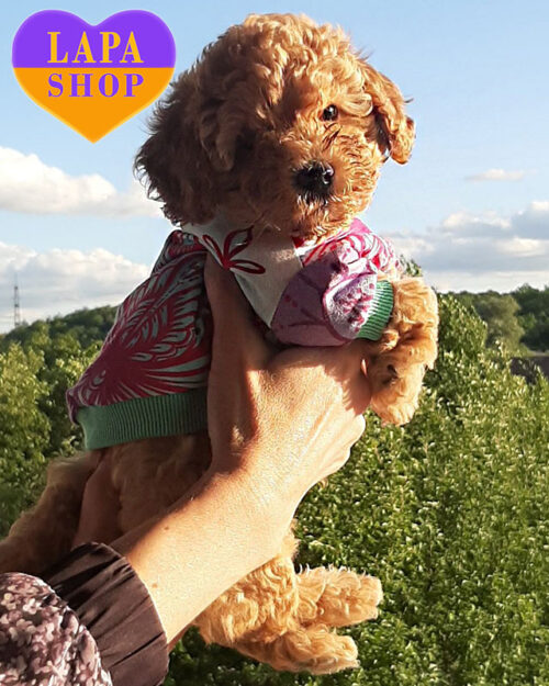 той пудель окраски абрикос