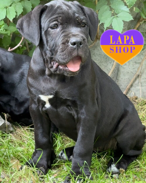 тигровий кане корсо