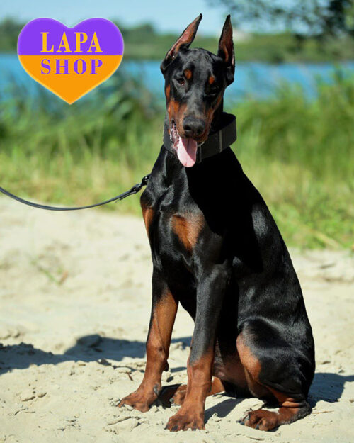 black and tan Doberman