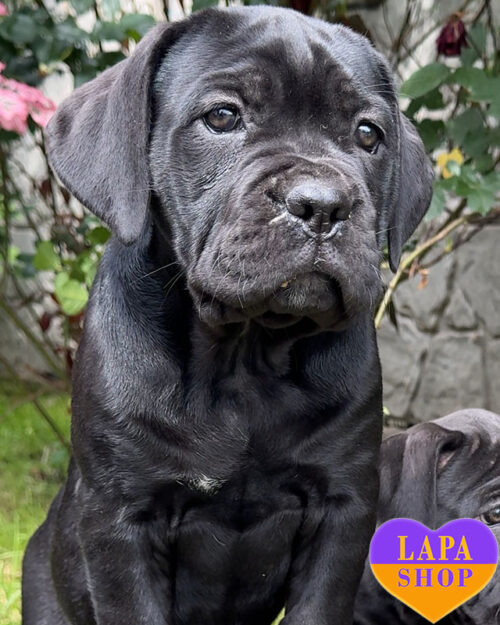 тигровый кане корсо