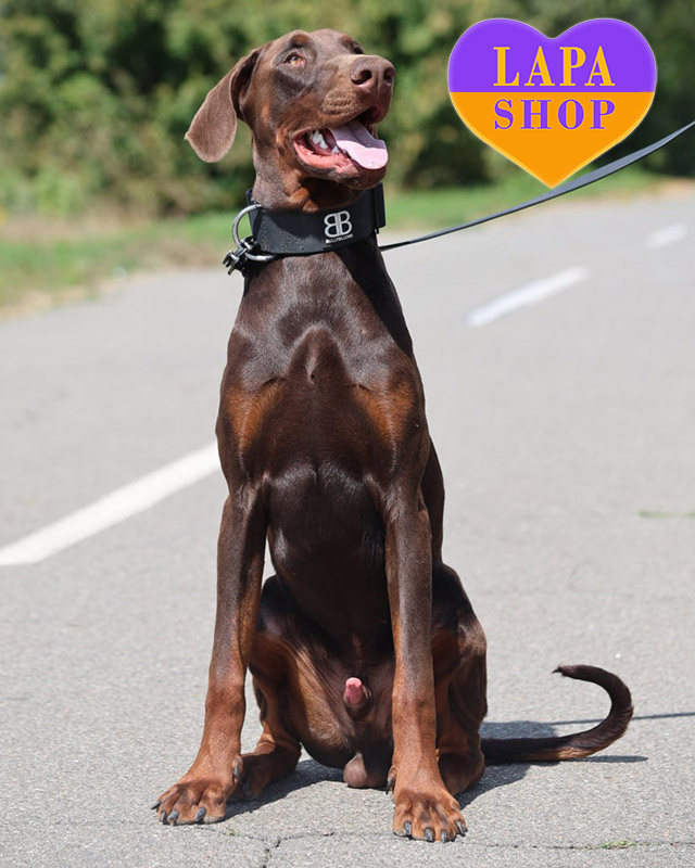 коричневий доберман