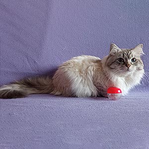 Buffy – изящная невская маскарадная кошечка с элегантным окрасом tum dad