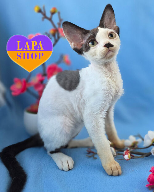 девон-рекс окрас черный аркелин