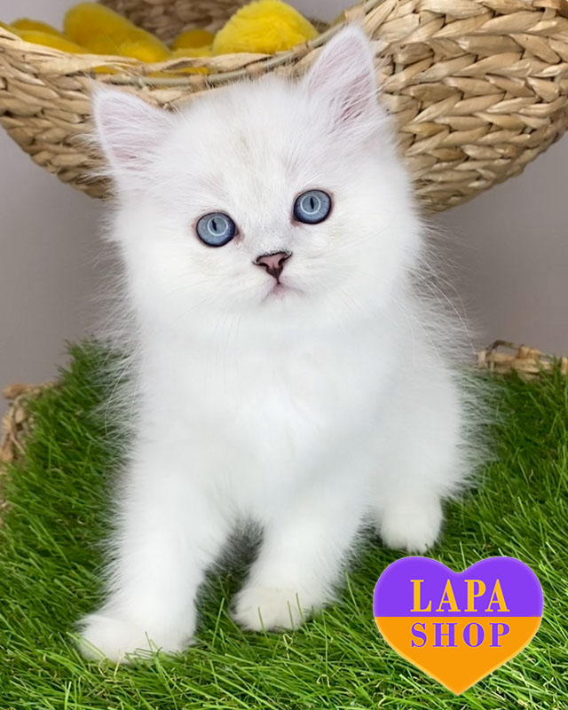 срібляста британська довгошерста