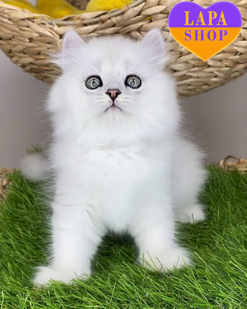 британська довгошерста