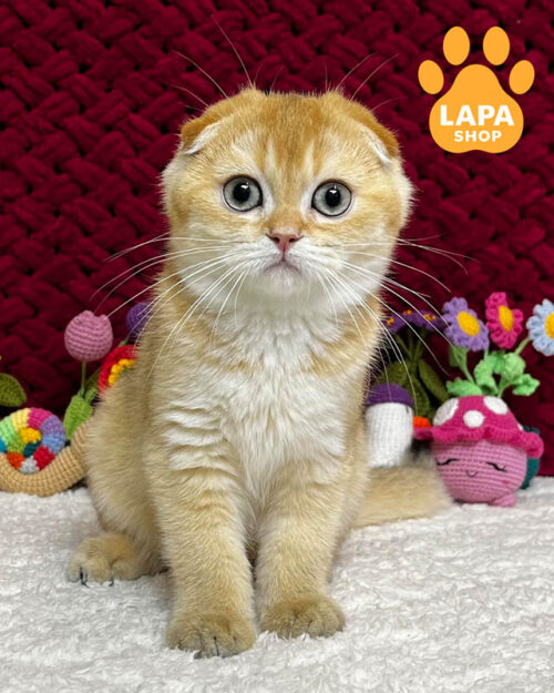 чорний золотий скотіш-фолд