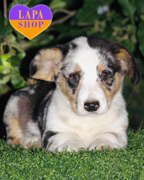 Чарівний хлопчик породи вельш-коргі кардіган забарвлення мерле