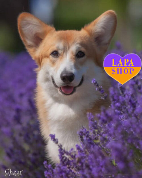 рудо-білий вельш коргі пемброк