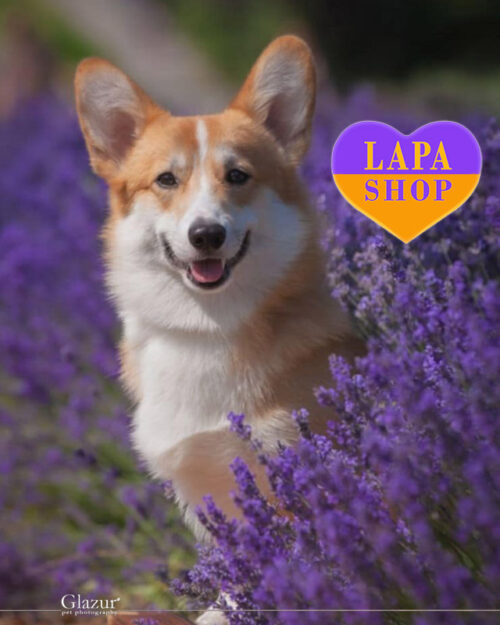 рудо-білий вельш коргі пемброк