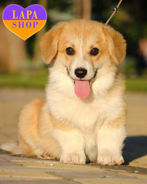 рудо-білий вельш коргі пемброк