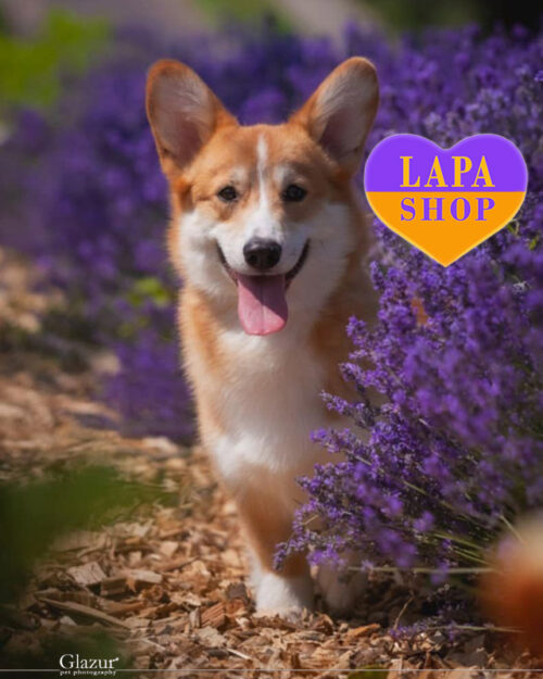 рыже-белый вельш корги пемброк