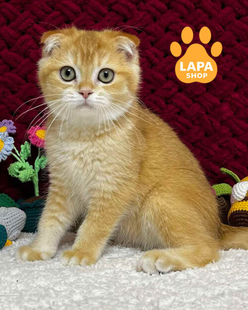 чорний золотий скотіш-фолд