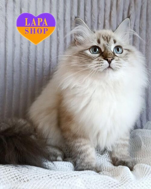 сіл пойнтова сибірська кішка