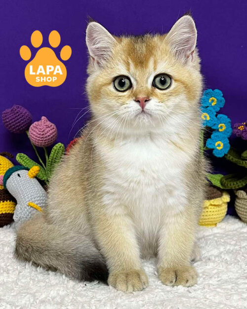 чорний золотий скотіш-страйт