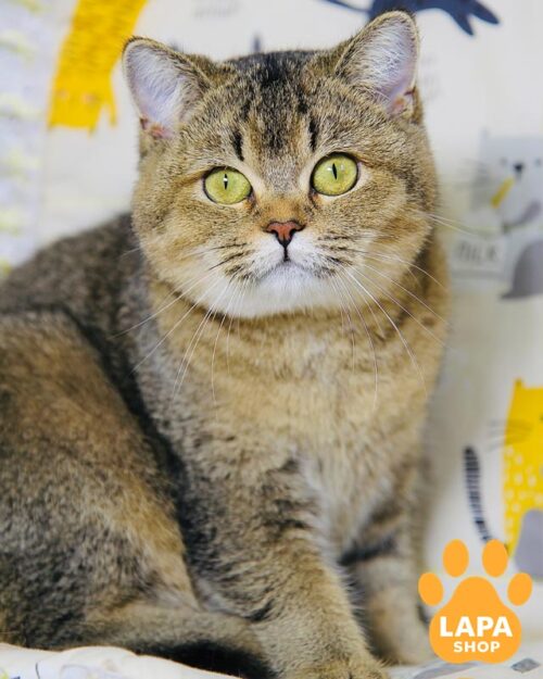 скотіш-страйт золота шиншила