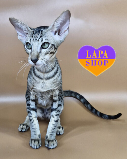 чорний плямистий орієнтал