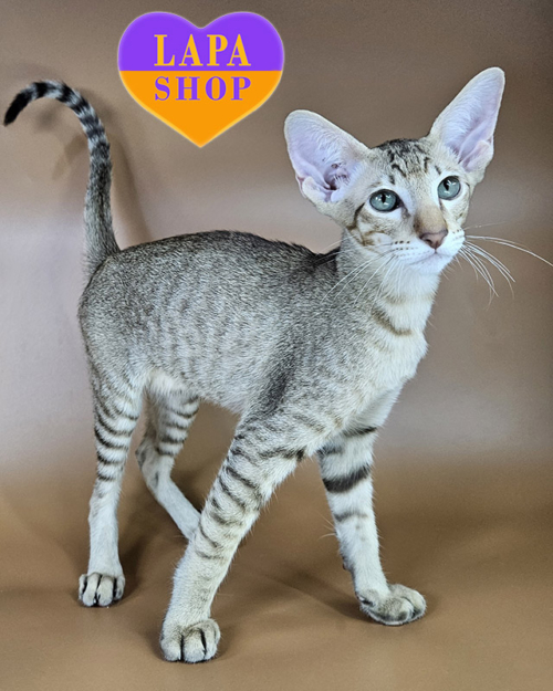 шоколадний табі орієнтал