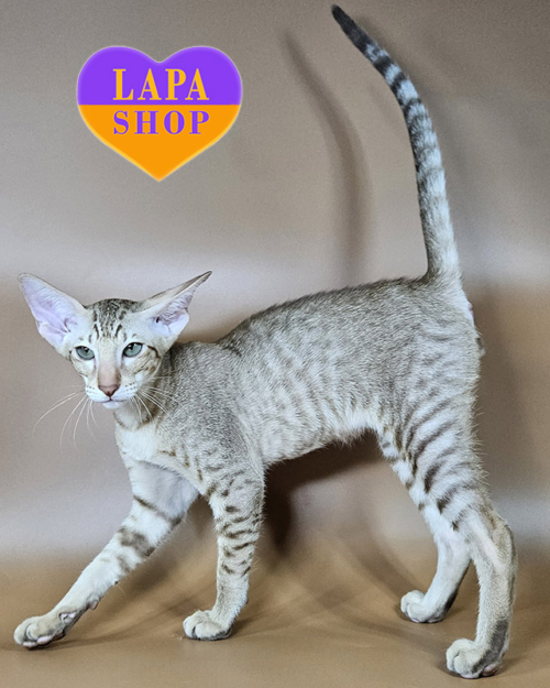 шоколадний плямистий орієнтал