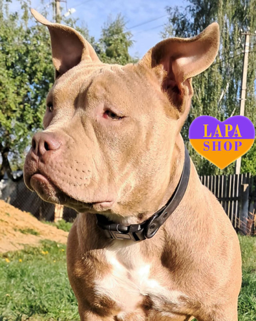 лиловый американский булли