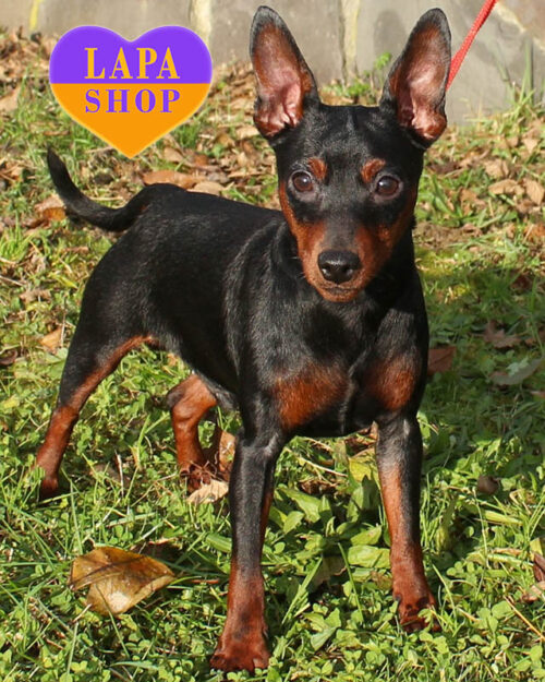 черный подпалый цвергпинчер