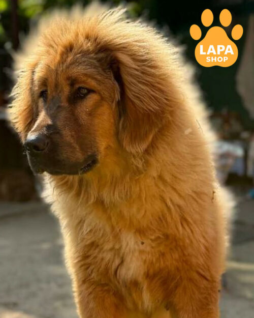 рудий тибетський мастиф