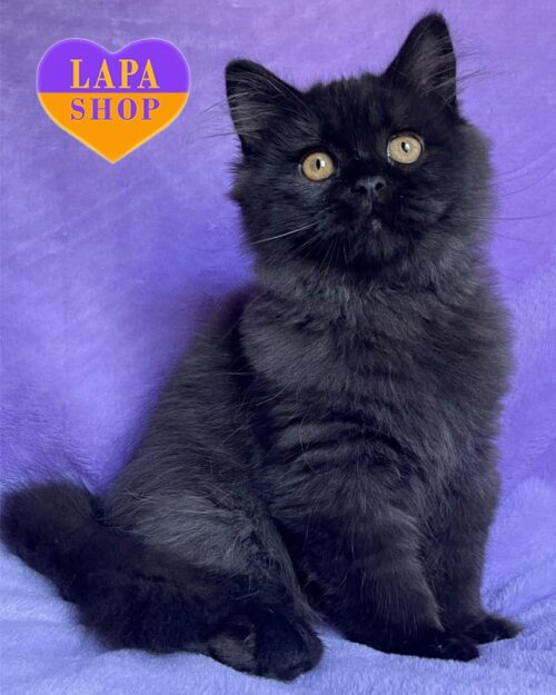 чорний довгошерстий британець