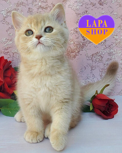 British Shorthair lilac-gold color