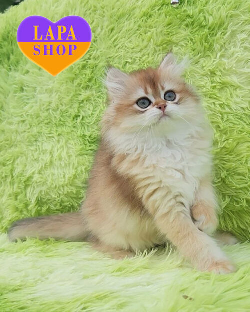 чорна залота британська довгошерста