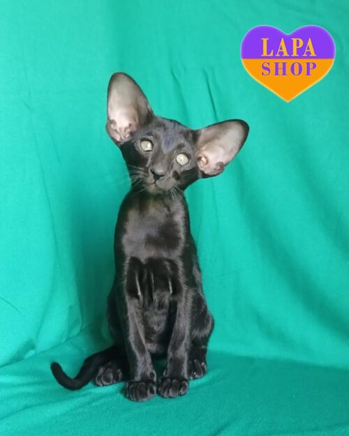 чорна орієнтальна кішка