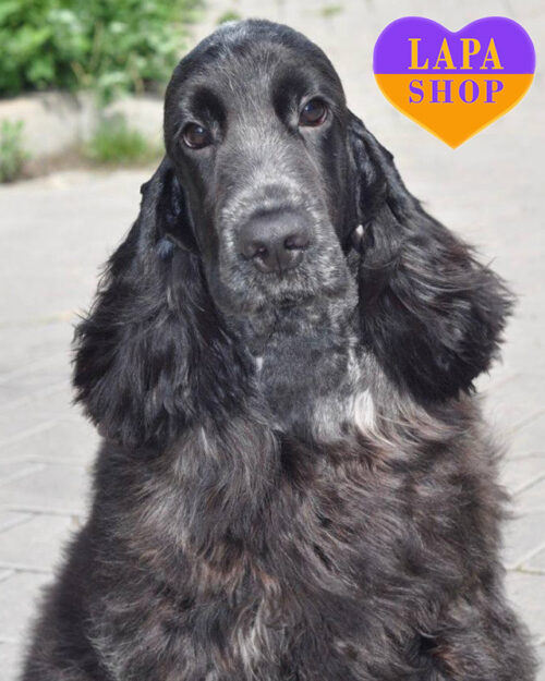 англійський кокер спанієль