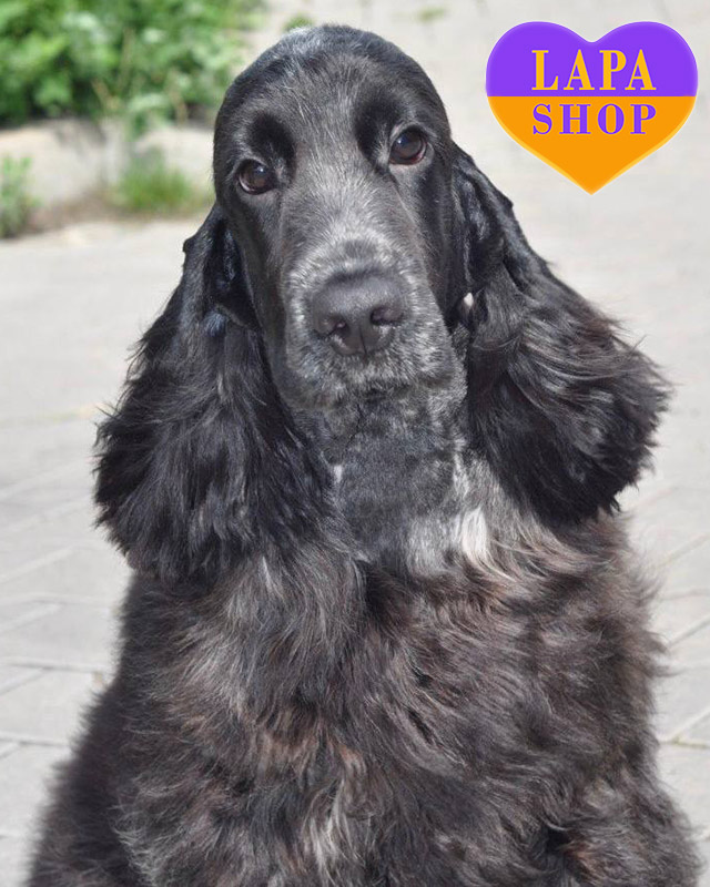 англійський кокер спанієль