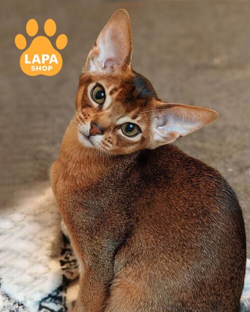 абісинська кішка дикого забарвлення