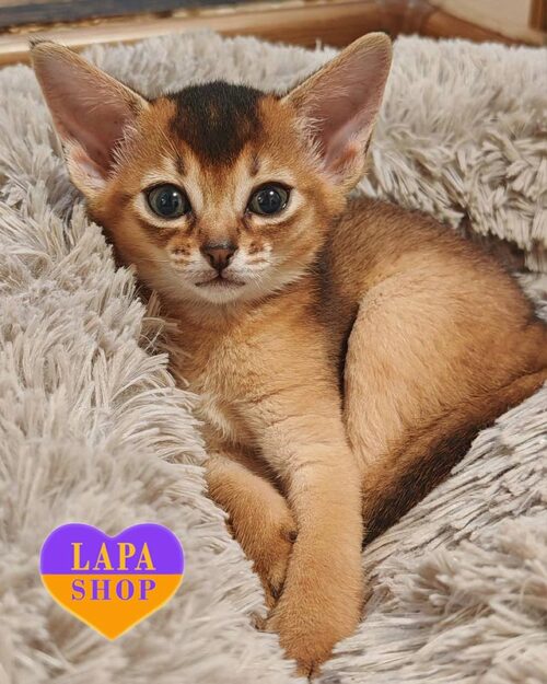 ruddy Abyssinian kitty