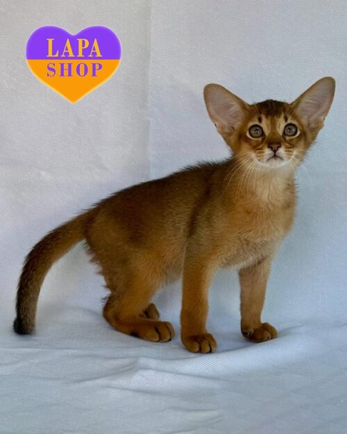 абісинець дикого забарвлення