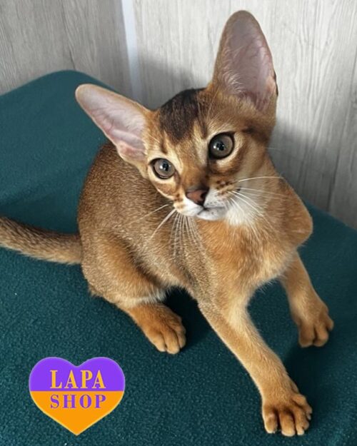 абісинська кішка дикого забарвлення