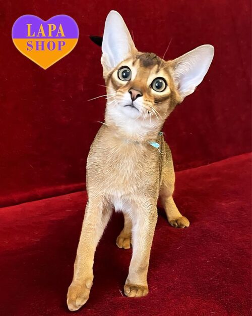 абісинський котик дикого забарвлення