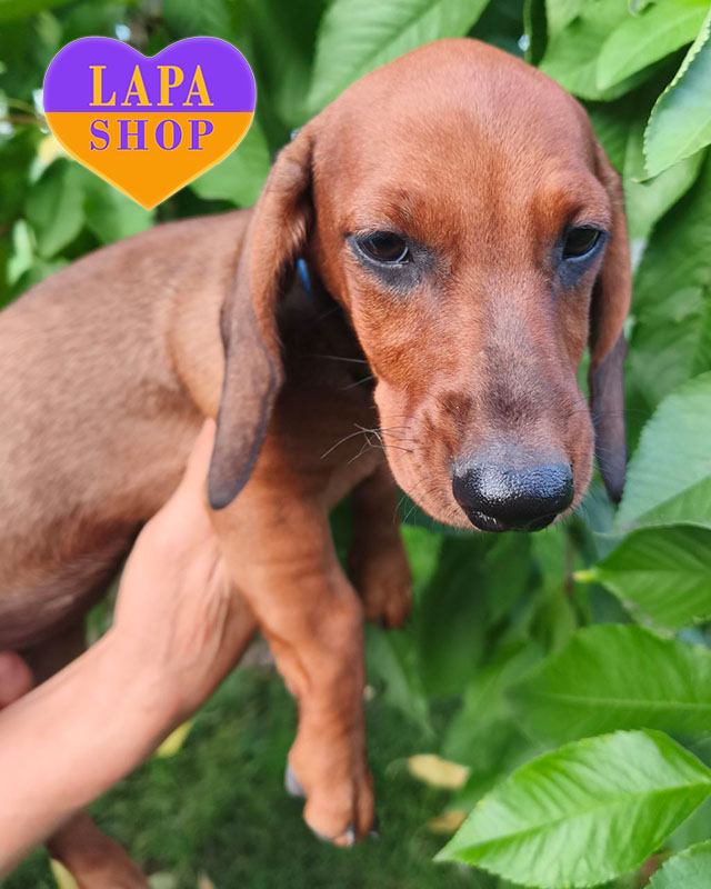 рыжая такса