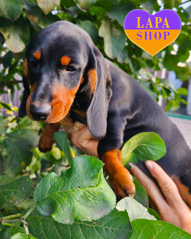 чорна підпала такса