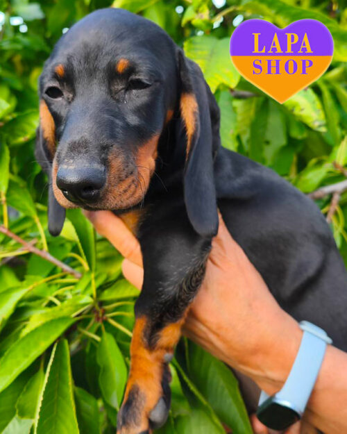 чорна підпала такса