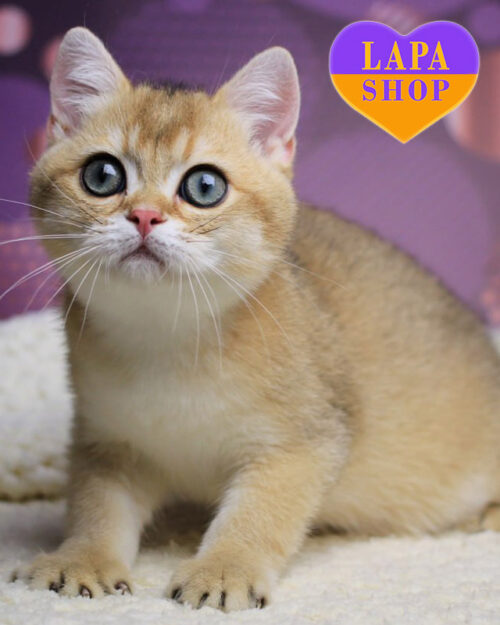 чорно золота британська короткошерста