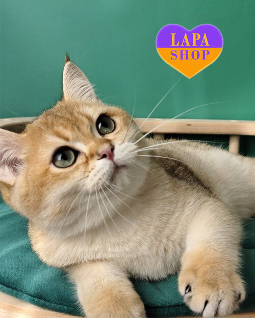 золотий британець