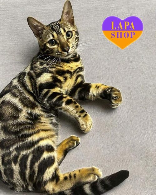 Charming Bengal Beauty Alicia