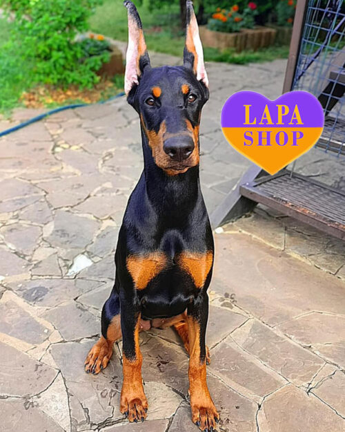 черно подпалый доберман
