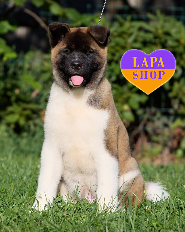 gray and white American Akita