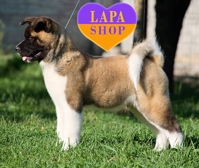American-Akita-02
