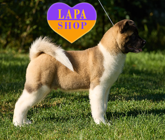 American-Akita-03