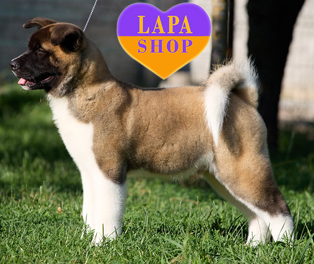 American-Akita-04