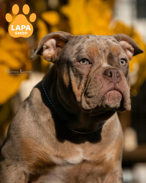 американський буллі покет